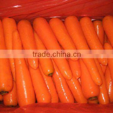 New Fresh washed Yellow Carrot