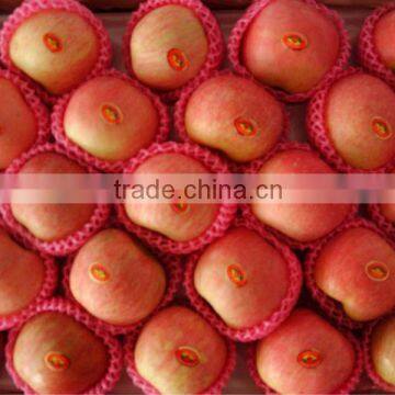 fresh red fuji apple from china