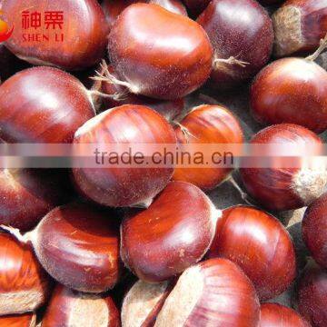 Best Quality and Price Raw Chestnuts From China photo-3