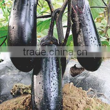 Hybrid F1 High Yield Black Peel Eggplant Seeds For Sale-Black Crown Early Maturity F1