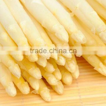 Canned vegetable White Asparagus with best price for French food