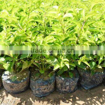 Duranta repens cv.Dwarf Yellow nursery plant