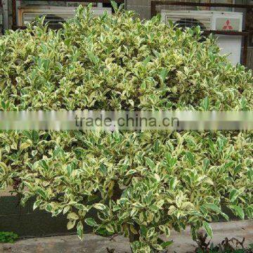 Ornamental Plants Ficus Benjamina photo-2