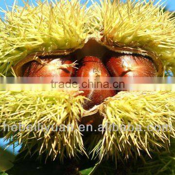 organic fresh chestnuts