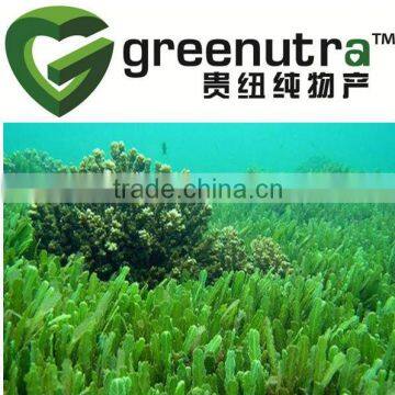 Seaweed Extract