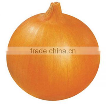 MON01 Jinfu golden-yellow chinese onion seeds, hybrid onion seeds