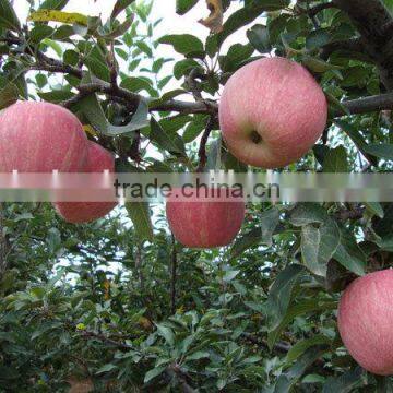Apple Slicing Machine/fruit Slicing Machine/vegetables Slicing Machine photo-2