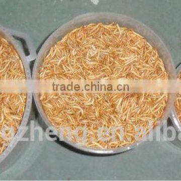 Canned Freeze Drying Mealworms photo-6