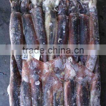 Frozen Seafood Illex Squid 200-300g