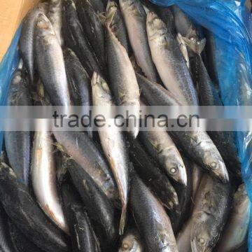 Top Quality pacific mackerel hgt frozen With Long-term Technical Support