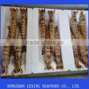 fresh frozen black tiger shrimp