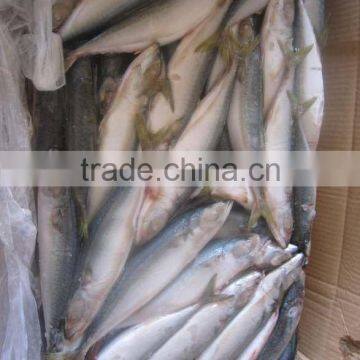 froze mackerel fish (6-8)