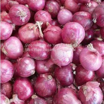 Fresh Onion photo-2