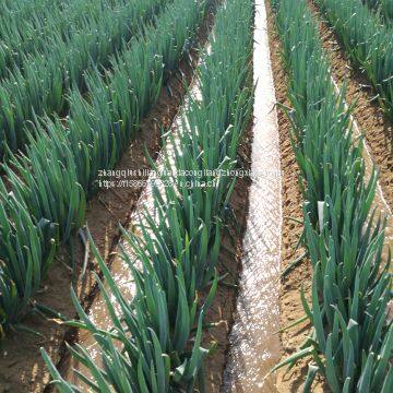 Wholesale of Origin of Zhangqiu Green Onion Seeds photo-2