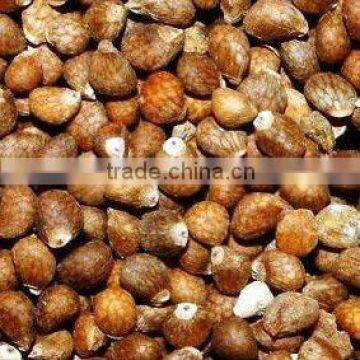 organic perilla seeds