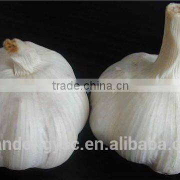 Pure White Garlic