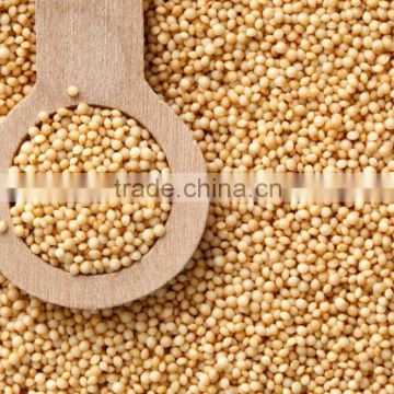 Fine grade Organic Amaranth Seeds Exporters