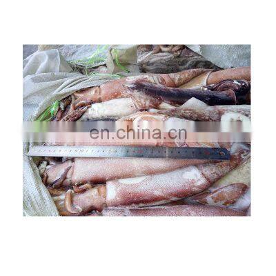 New Arrived Frozen Todarodes Squid photo-4