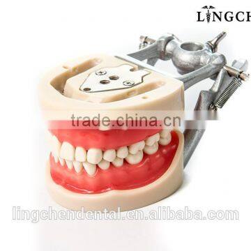 Hot Sell Dental Teeth And Study Teeth Model