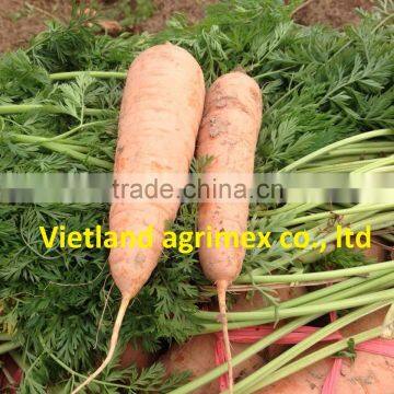 H2016 HIGH QUALITY CARROTS FOR EXPORT