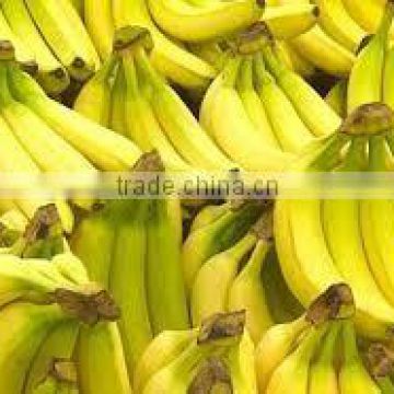 Vietnam Fantastic Sweet Cavendish Fresh Banana