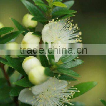 Myrtle Oil (Food Grade)