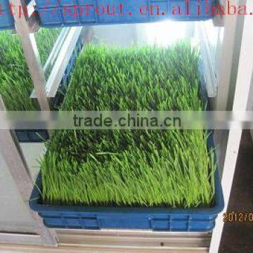 hot selling Automatic Barley Sprouting machine China