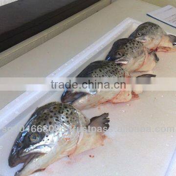 ATLANTIC SALMON HEADS