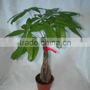20cm Pachira Good Luck Money Tree Aquatica Macrocarpa Malabar Chestnut Hot Sale in USA Market