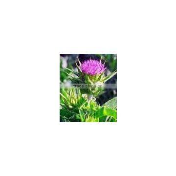 Milk Thistle P.E.