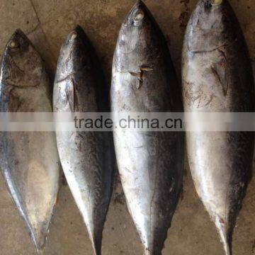 TOP Qualiyt 750g up frozen bonito tuna for market