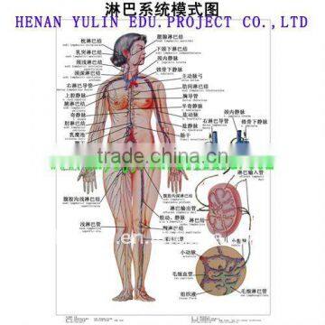 medical accessories Artpaper Medical wall chart--Circulation system,The lymphatic system of patterning