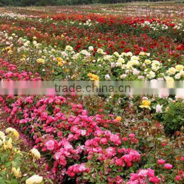 Fresh Cut Roses photo-6