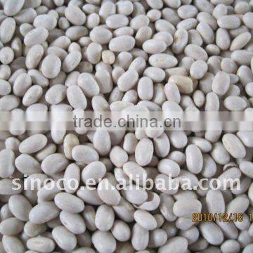 China White Kidney Bean