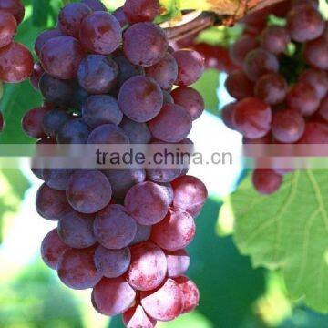Grape Seed Oil in China photo-2