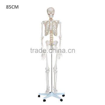 85cm educational skeleton model for college