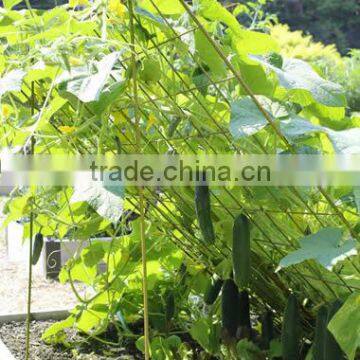 Large Cucumber Trellis Keep Cucumbers Clean and Blemish-Free