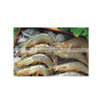 Cat Diet Cat Food Cat Meal photo-2