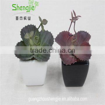 SJLJ013384 Artificial Plant / Fake Plastic Succulent Plant for Office / Restaurant Decoration photo-3