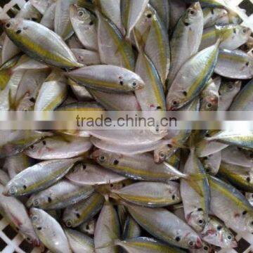 price of pineapple of horse mackerel