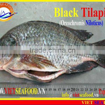 FROZEN BLACK TILAPIA WHOLE ROUND photo-6