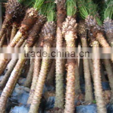 Phoenix Roebelenii photo-4