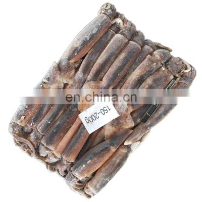 BQF sea frozen illex squid frozen illex squid whole round all size