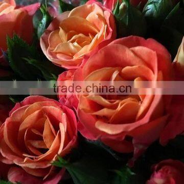 Natural sprayed rose fresh cut flower rose wedding decoration