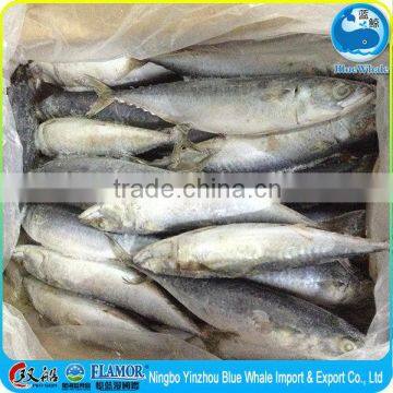 New coming A grade frozen Pacific mackerel 200-300g 300-500g