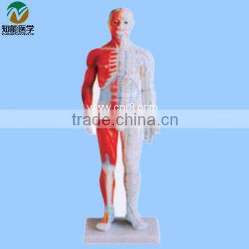 Shanghai, Chinon, 60cm Standard Anatomical Acupuncture Human Body Sims