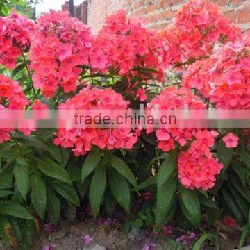 Annual Phlox , Phlox, Flower Seeds , Herb Seed,vegetalbe Seed,fruit Seed,grass Seed photo-3