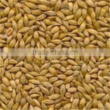 Indian Barley animal feed