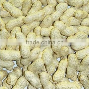 new crop good quality blanched peanuts