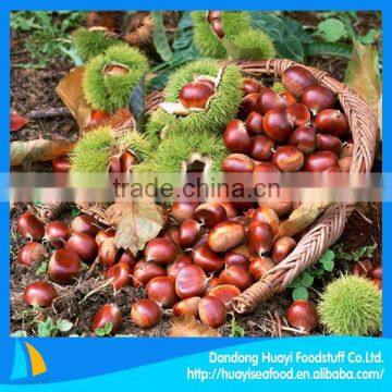 New crop high quality fresh green chestnut